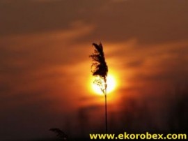 EKOROBEX